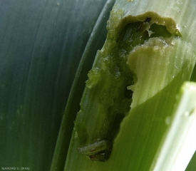 Une larve de la teigne du poireau "émerge" au sein de tissus foliaires de poireau en partie consommés. <i>Acrolepiopsis assectella</i>