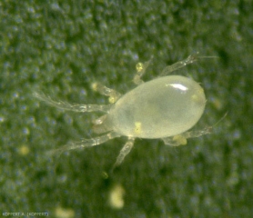 Amblydromalus limonicus4