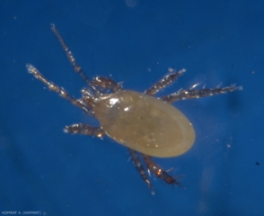 Hypoaspis-aculeifer1