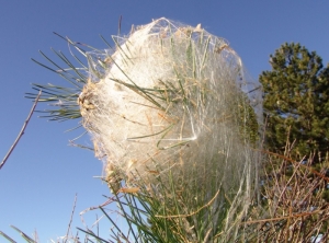 Nid de processionnaire du pin. Sa forme et son aspect sont très caractéristiques. Il prend l'apparence d'une boule blanche, brillante et soyeuse tissée par les chenilles. Attention, cet aspect du nid indique la présence des chenilles encore à l'intérieur.