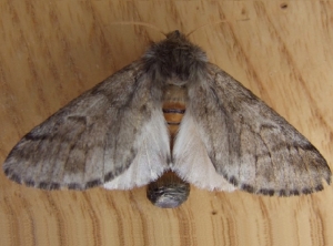 Papillon femelle de processionnaire du pin.