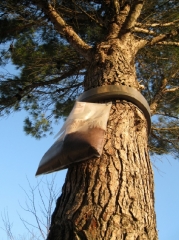 Piège à chenille entourant le tronc d'un arbre attaqué par la processionnaire du pin.