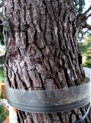 Gouttière permettant de récupérer les chenilles de processionnaire du pin descendant de l'arbre lors de leur procession de nymphose.