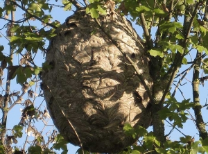 Détail d'un nid de frelon asiatique à pattes jaune en période estivale, en présence de feuilles.  (<i>Vespa velutina</i>)