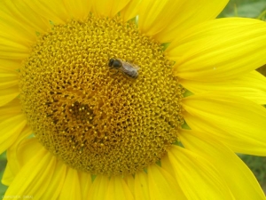tournesol-abeille