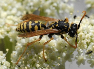 Guêpe poliste sur une inflorescence (<i>Polistes</i> sp.).