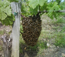 Essaim d'abeilles sur un cep de vigne.