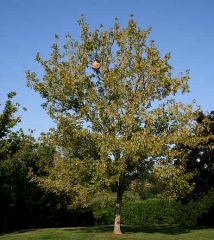 Ce nid de frelon asiatique à pattes jaunes est bien visible dans cet arbre ; il est situé plutôt en hauteur  (<i>Vespa velutina</i>).