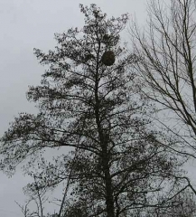 En hiver, les nids de frelon asiatique à patte jaune sont plus facilement visibles, une fois les feuilles tombées.  (<i>Vespa velutina</i>)