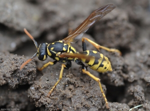 Détail d'une guêpe poliste (<i>Polistes</i> sp.)