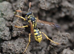 Guêpe poliste se déplaçant sur le sol (<i>Polistes</i> sp.).