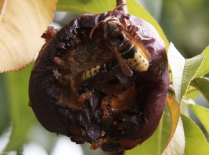 Deux frelons européens sont en train de dévorer cette nectarine. <i>Vespa crabo</i>