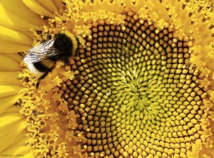 Bourdon dans une fleur de tournesol.