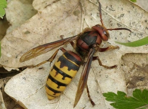 Une reine de  <i>Vespa crabo</i> observée dans la forêt de chênes située à Ottmarsheim en Alsace (Frelon européen) (Michel EHRHARDT - insectes.org)