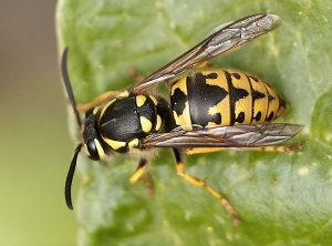 Guêpe germanique (<i>Vespula germanica<i/>) (Mario MAGANTO BERDEJO - insectes.org)