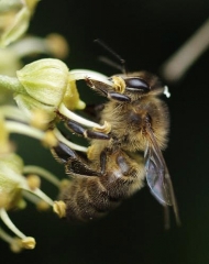 Abeille en train de butiner. (<i>Apis mellifera</i>) (Bernadette CASSE - Insectes.org)