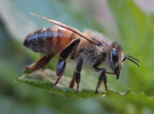 Abeille posée (<i>Apis mellifera</i>)(Bernadette-CASSEL - insectes.org)