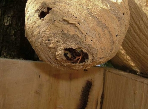 Une entrée est bien visible sur ce nid de  <i>Vespa crabo</i>. (frelon européen) (Jérémie FEVRIER - insectes.org) 