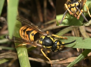 Vespula-germanica-Pietro-Niolu