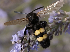 Scolie des jardin. (<i>Megascolia maculata</i>)(Luc RENIER - insectes.org)