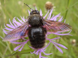 Abeille charpentière. (<i>Xylocarpa-violacea</i>) (François DITTLO - insectes.org)