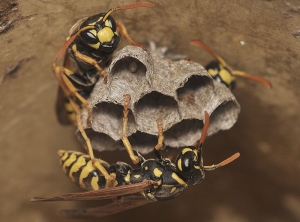 Polistes-dominula-Alain-GUERARD