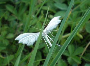 pterophorus-pentadactylus