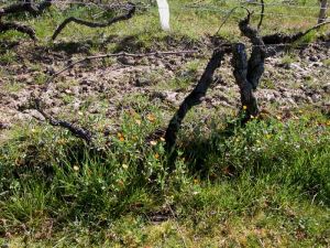 calendula-arvensis-vigne