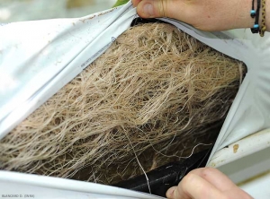 Détail d'une prolifération racinaire dans un pain d'une culture hors sol de tomates. <b><i>Rhizobium radiobacter</i></b> (« root mat »)