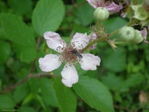 rubus7