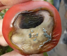 Des coussinets sporifères bleu-gris sont bien visibles sur cette lésion occasionnée par une maladie abiotique de la tomate : la nécrose apicale. <b><i>Penicillium</i> sp.</b> (pourritures sur fruit)