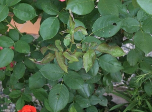 Plusieurs feuilles de ce jeune rameau de rosier sont déformées, légèrement chlorotiques, et présentent une teinte rougeâtre liée au développement de l'oïdium.