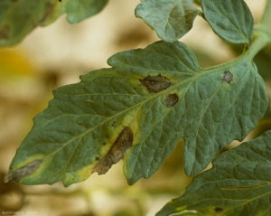 Détail de quelques taches d'alternariose sur folioles de tomate. Noter le halo jaune et les motifs concentriques. (alternariose)