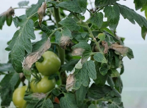 Plusieurs taches huileuse et noirâtres, se nécrosant progressivement, sont bien visibles sur plusieurs folioles de tomate. <b><i>Phytophthora infestans</i></b> (mildiou)