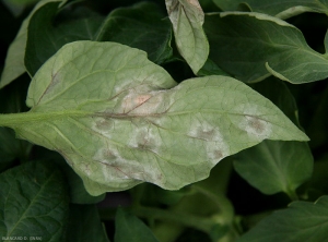 A la face inférieure du limbe, les taches de mildiou ont plutôt une couleur vert sombre à brune, et peuvent être recouvertes d'un duvet blanchâtre. <i>Phytophthora infestans</i> (Mildiou)