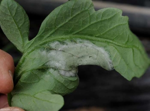 Un abondant feutrage blanc recouvre à la face inférieure de cette foliole une large tache livide. <i>Phytophthora infestans</i> (mildiou)