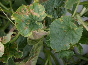 Taches et Lésions irrégulières, brunes et nécrotiques sur feuille de melon. <i><b>Cladosporium cucumerinum</b></i> (cladosporiose)