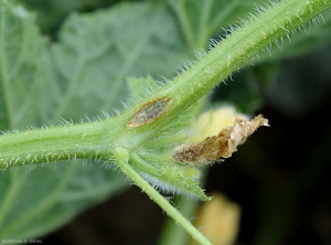 Détail d'un chancre sur un jeune rameau de melon. Notez la sporulation du champignon responsable au centre de la lésion. (cladosporiose)