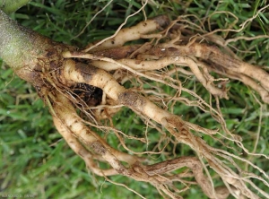 Système racinaire de tomate fortement attaqué par le corky root. Des manchons liégeux sont bien visibles.