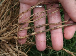 Les racines sont superficiellement liégeuses, souvent par secteurs. Les zones affectées prennent une teinte marron à brune. (racines liégeuses, corky root)