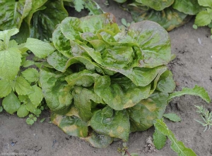 Plusieurs feuilles basses de ce pied de salade montre des taches jaunes assez marquées. (mildou)