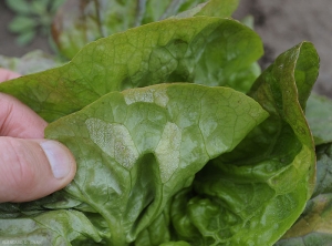 L'agent du mildiou produit des spores à la face inférieure des feuilles en présence d'humidité ; en effet,une moisissure blanche se développe sur les taches.