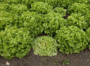 L'ensemble des feuilles de cette salade sont chlorotiques et flétries. (Sclérotiniose)