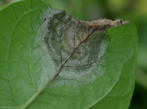 Un duvet blanchâtre est bien visible à la face inférieure de cette foliole de pomme de terre. Il caractérise la présence du mildiou.