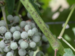 Caractéristique symptôme d'oïdium sur rameau vert (herbacé) de vigne.