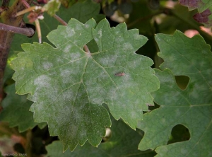 Plusieurs taches  d'oïdium, poudreuses et étendues, sont visibles sur cette feuille de vigne. Le feutrage est peu dense, les tissus foliaires sont localement nécrosés sous ce dernier.