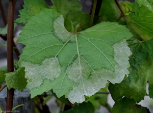 Un feutrage plus ou moins dense est visible à la face inférieure du limbe sur les taches de mildiou de la vigne. Notez que les tissus situés à la périphérie de ces taches sont encore humides à huileux