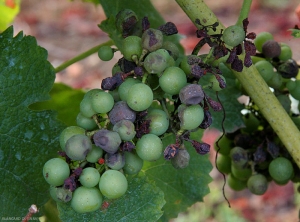 Plusieurs grains de cette grappe de vigne montrent une pourriture sèche brun rougeâtre (rot brun) ; certaines sont plus ou moins ratatinées à la suite de leur envahissement par l'agent du mildiou.