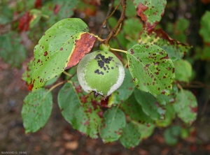L'Entomosporiose peut provoquer des symptômes sur les feuilles et les fruits du coing, mais aussi du pommier et du poirier.