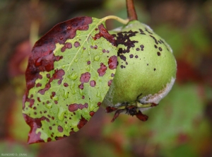 De nombreuses taches brunes d'Entomosporiose sont visibles sur cette feuille de coing. Elles se sont regroupées à certains endroits du limbe pour nécroser ce dernier sur une surface importante.